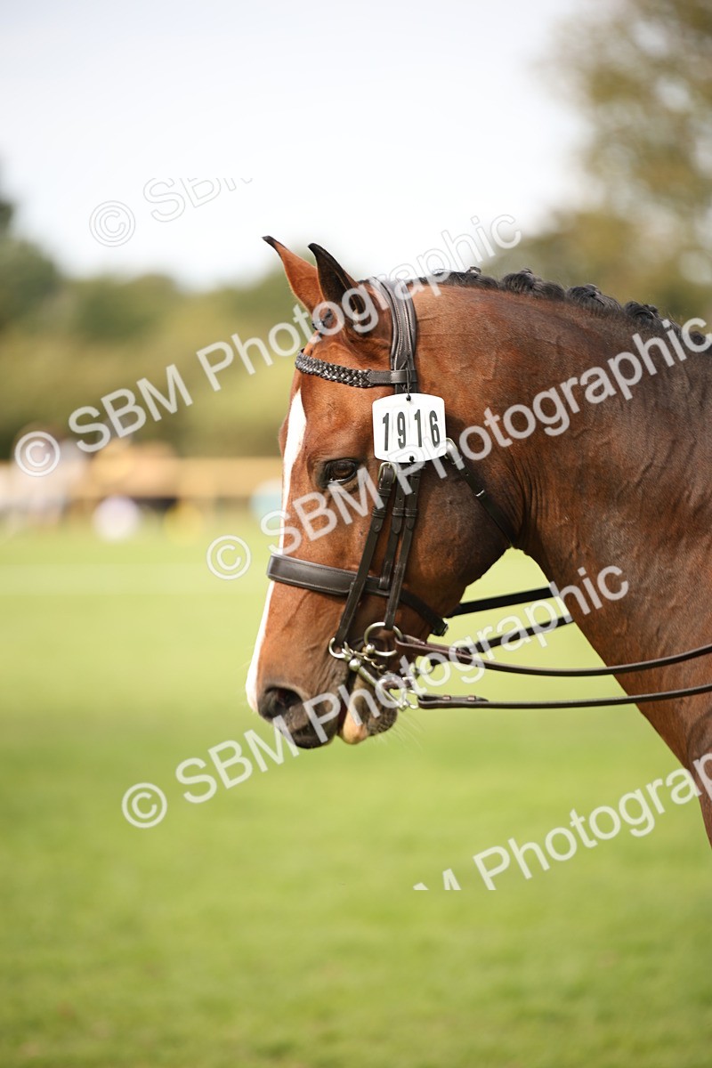 SBM_70428 - S66 - Hunter Ridden