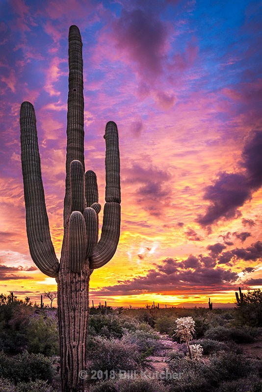 Lost Dutchman Saguaro - Current Show