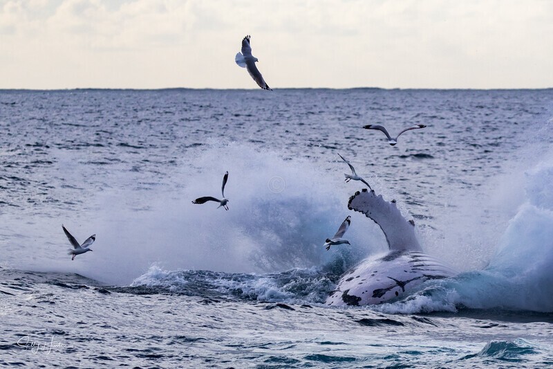 Humpback Splash with Seagulls.0A3A0996 - 2025 Whales