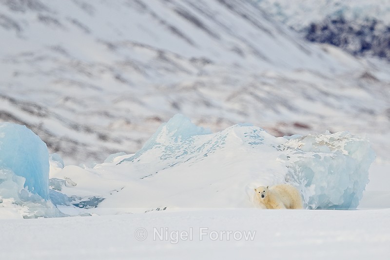 Polar Bear cub rubbing itself against an iceberg, Svalbard - Polar Bear