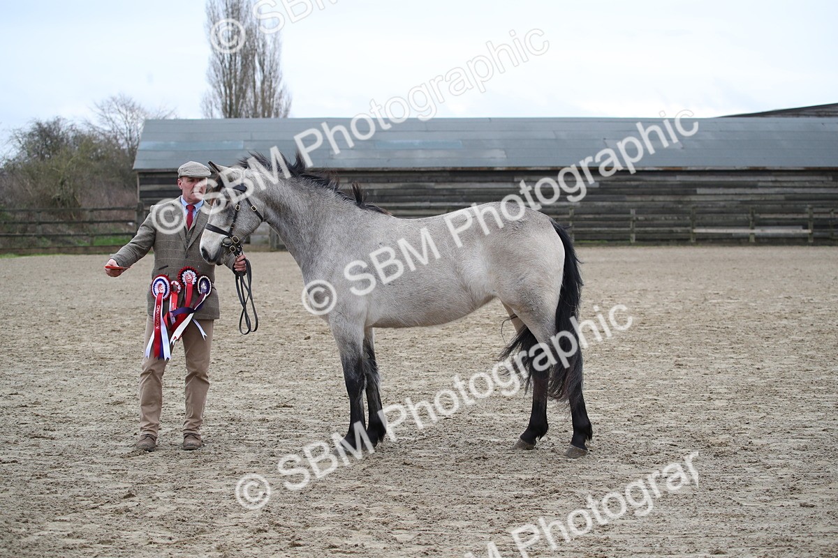 SBM_004123 - Class 1-4 - Young Stock classes Inc. In Hand Championship