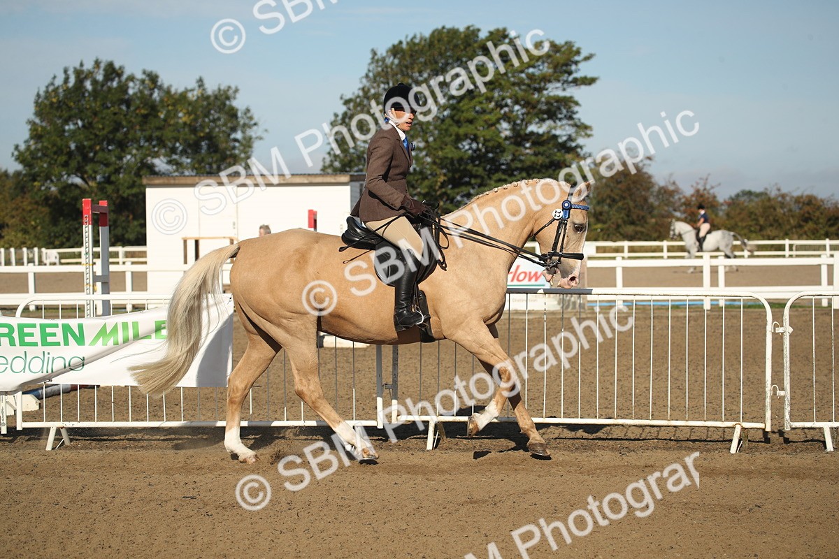 SBM_11287 - Class 501 -Riding Club Pony