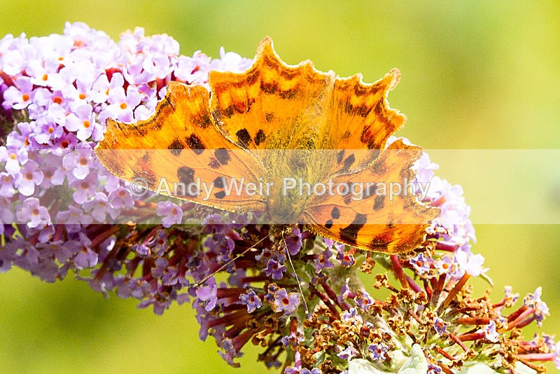 20130727-_MG_5125 - Butterflies & Moths