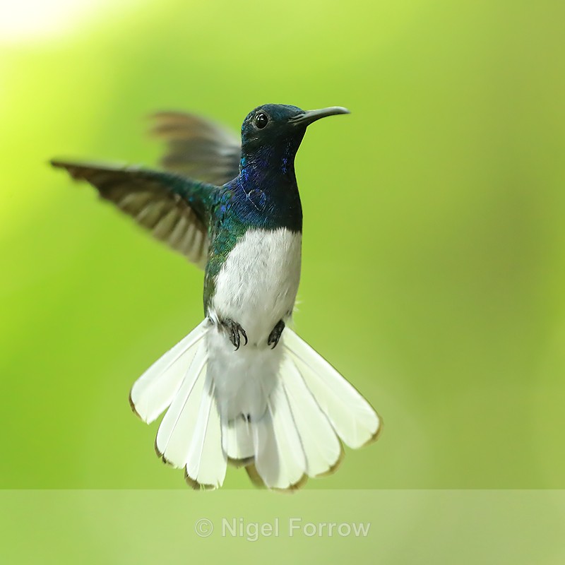 White-necked Jacobin (male) hovering, Panama - White-necked Jacobin