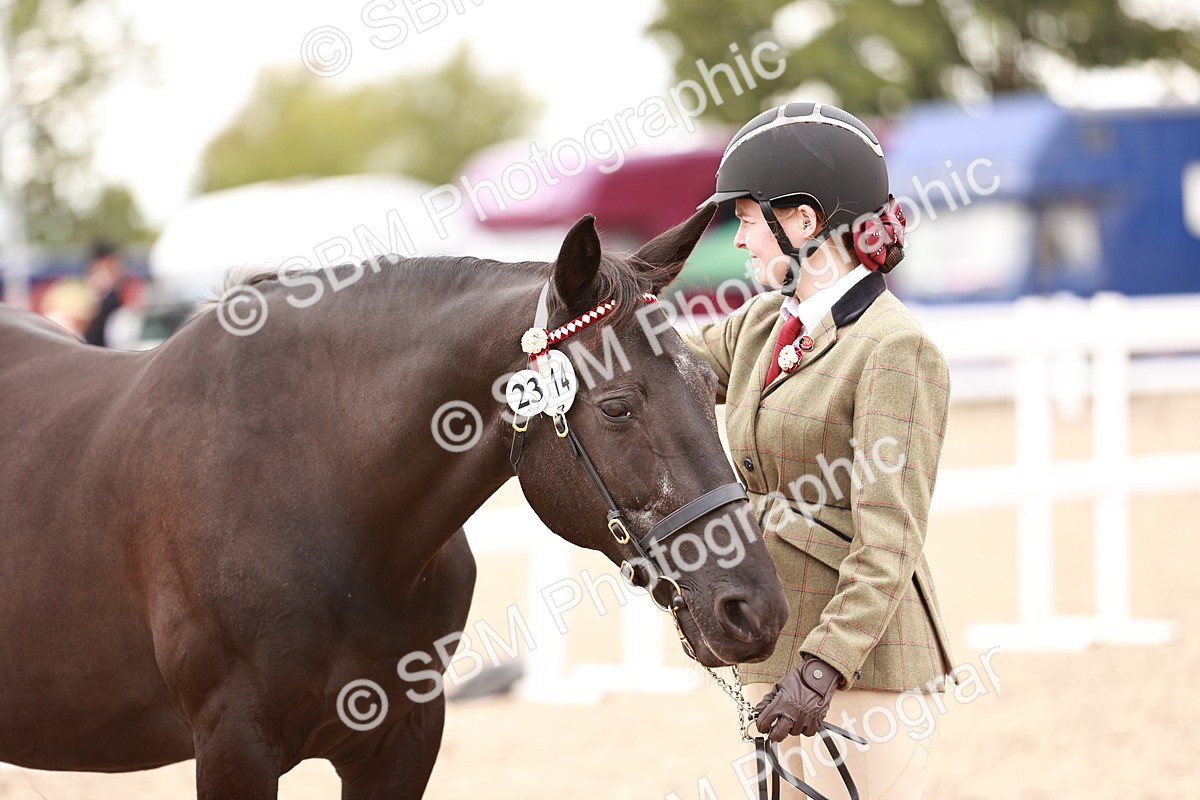 SBM_16128 - Class 411 - Prettiest Mare - (IH or Ridden Adult)