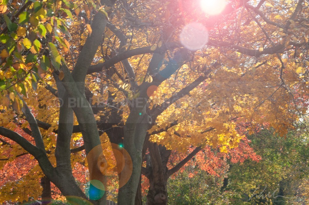 _WDB3279b - Autumn