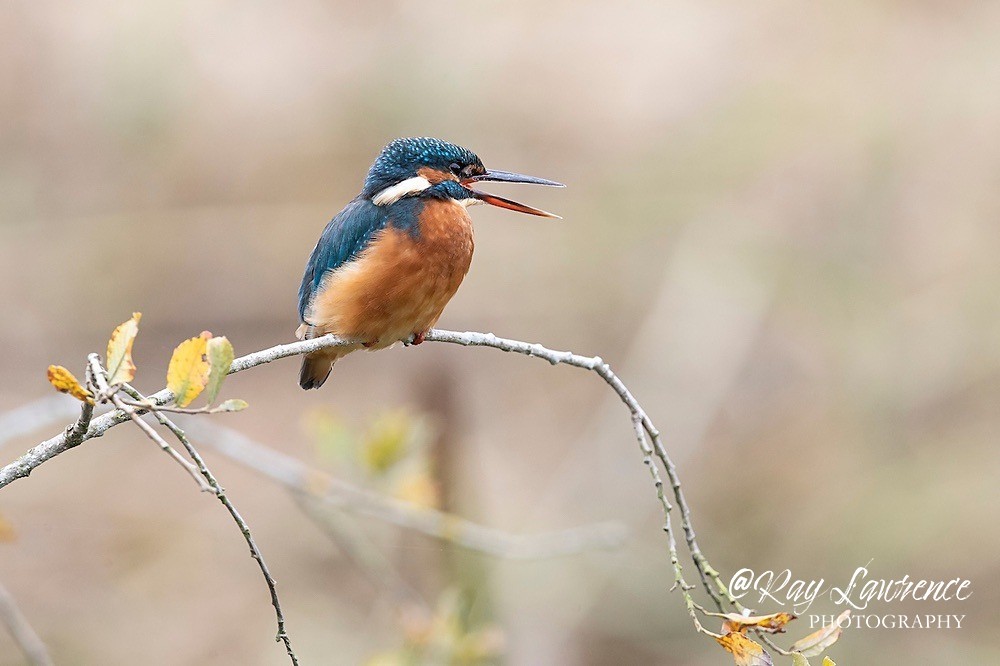 Kingfisher Alcedo Atthis066 - Kingfishers