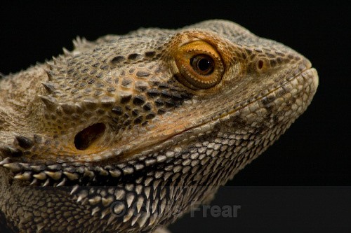  - Animals/ Wildlife