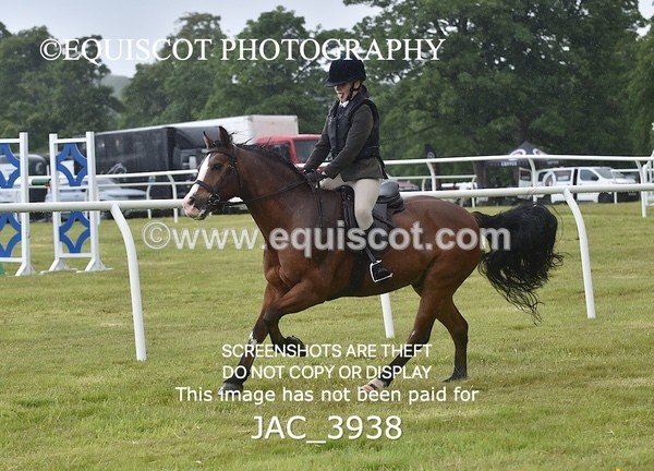 JAC_3938 - 55cm WORKING HUNTER