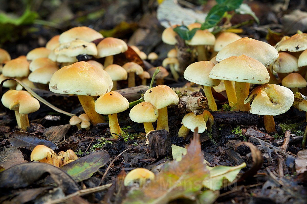  - Funghi