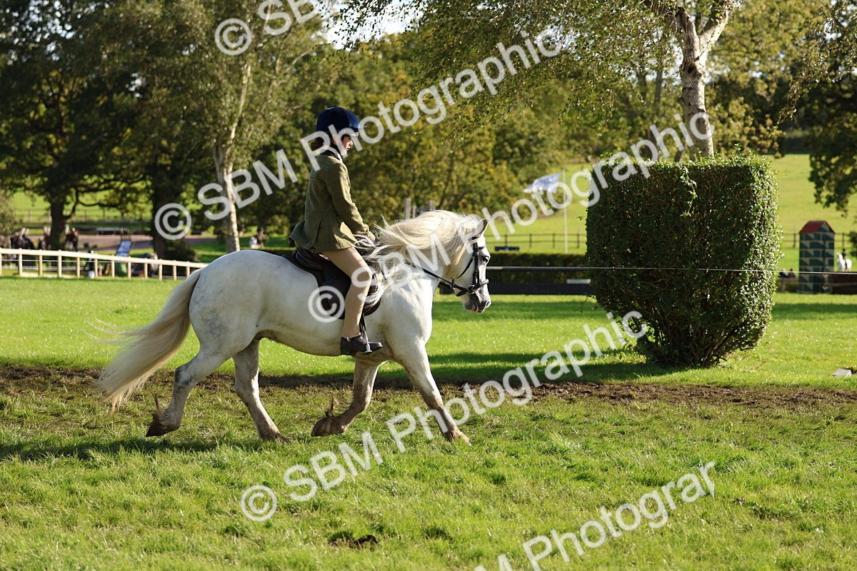 SBM_52371 - S13 - Pony Club Pony