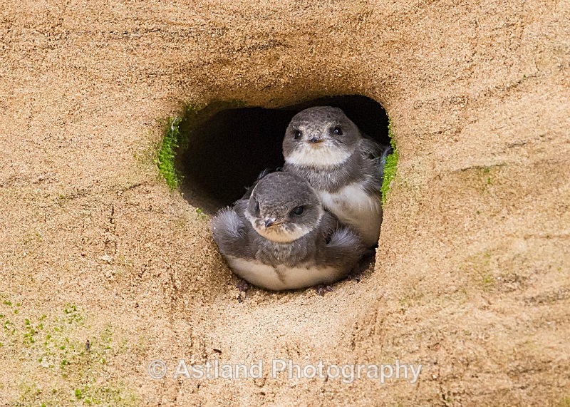 Astland Photography, Bird and Wildlife Images, Susan and Peter Wilson, U.K.