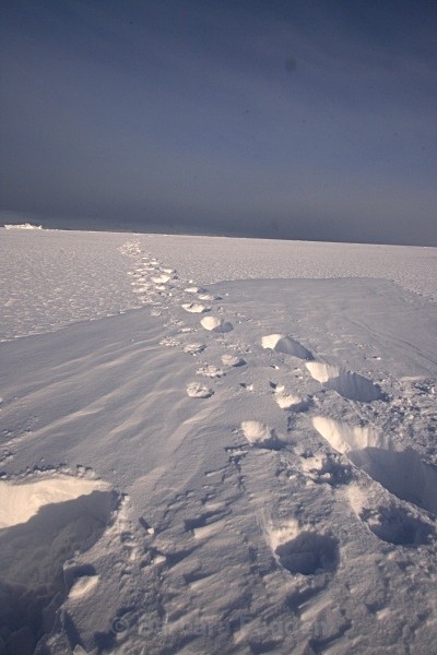 Polarbear tracks 2991 - Winter in the daylight