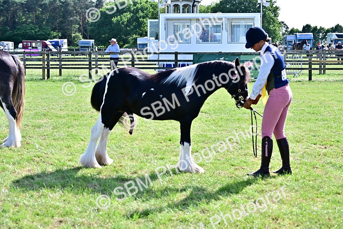 SBM_10054 - Class 63-65 - Traditional Gypsy Cobs In Hand & Ridden