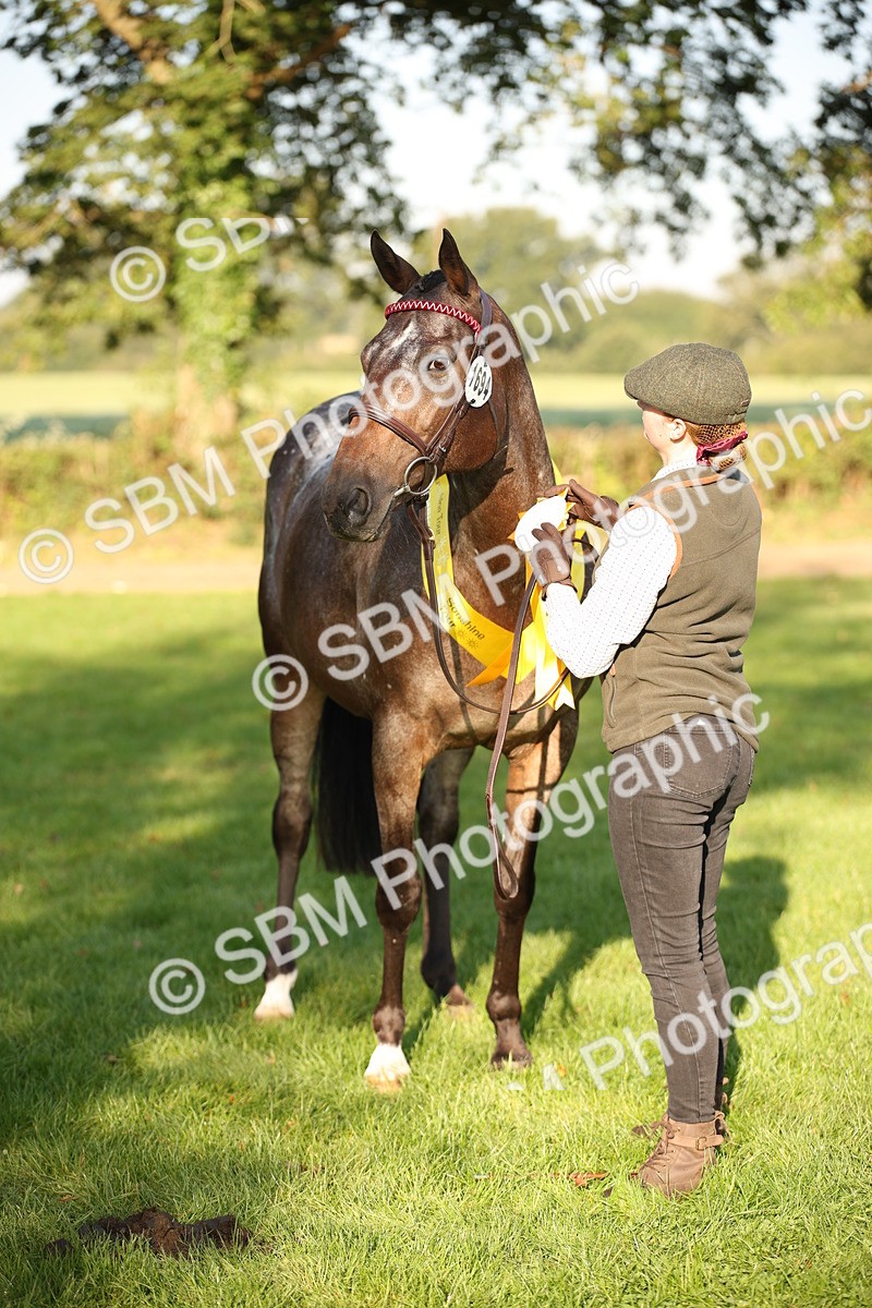 SBM_57591 - S50 - Foreign Breeds In Hand