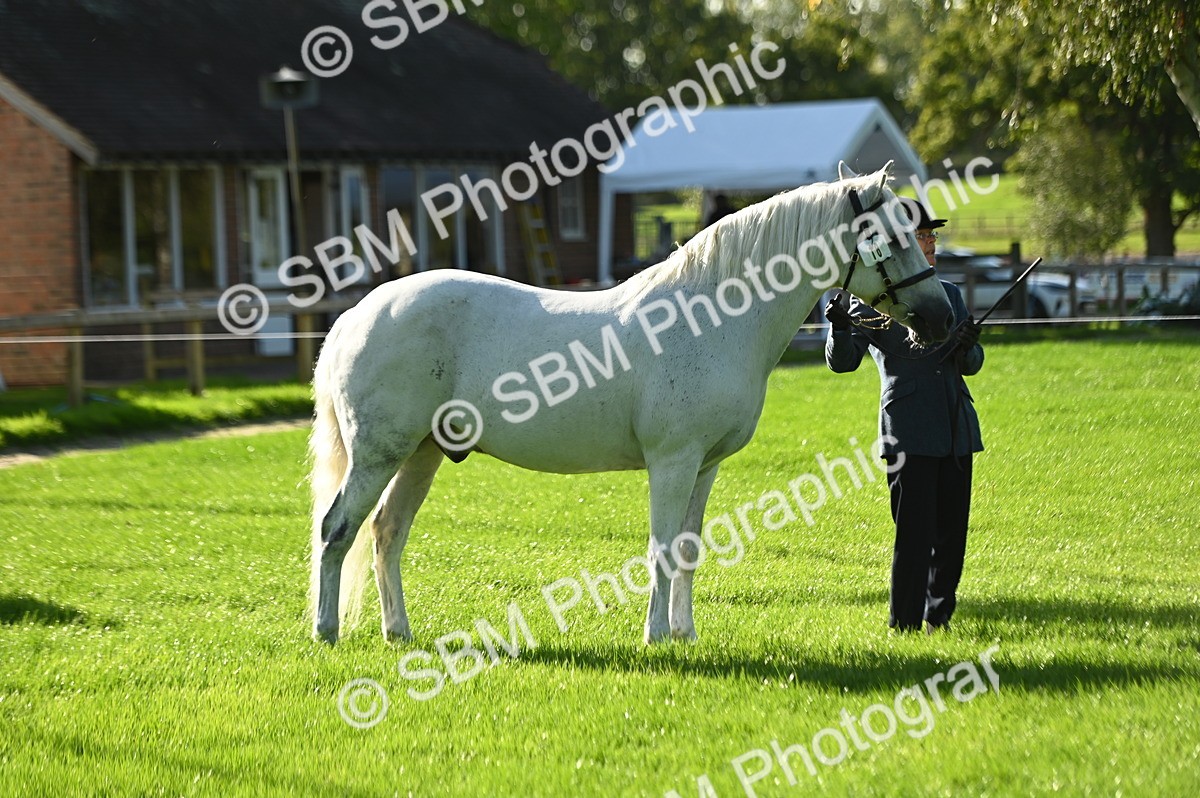 SBM_15822 - S1 - TSR in Hand Horse & Pony Showing