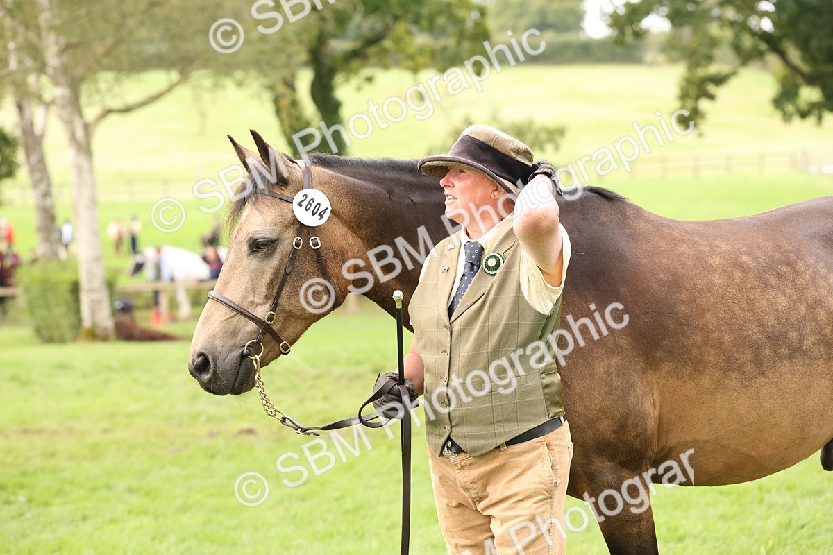 SBM_56263 - S55 - Other Coloured Horse In Hand