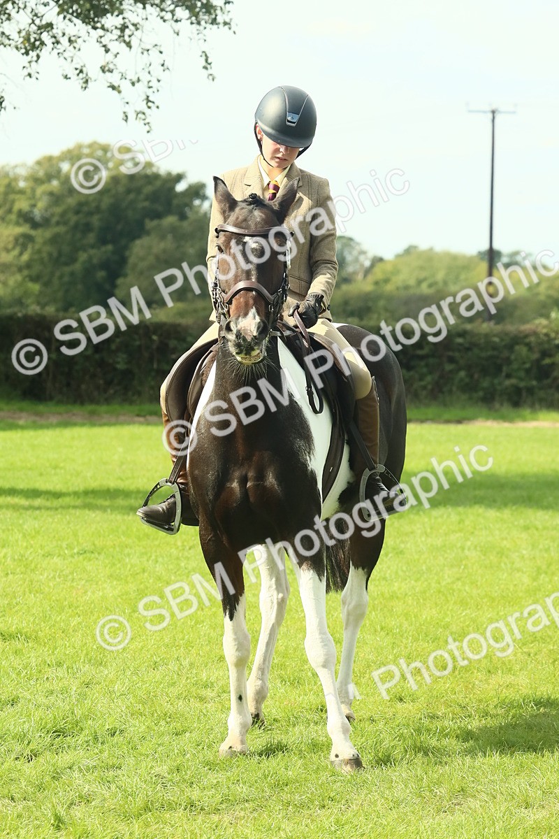 SBM_66416 - S34 - Rehabilitated Rescue Horse & Pony In Hand & Ridden