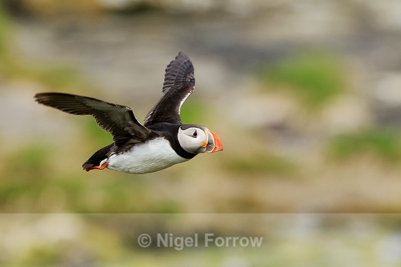 Puffin in flight from burrow, Farne Islands - Puffin