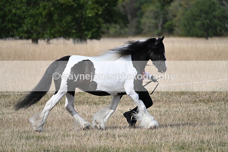 WJ7_8128 - In-hand Championship