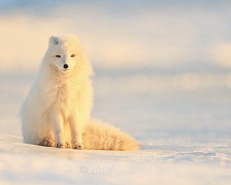 Arctic Fox sat on snow, Svalbard, Norway - Arctic Fox