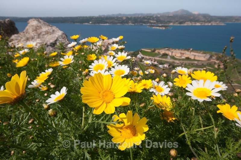  - Plants: wide-angle