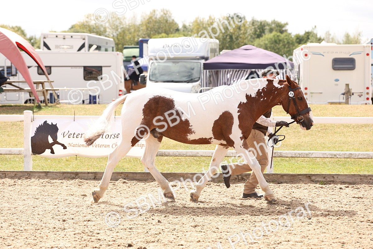 SBM_15360 - Class 210- IH Show Horse