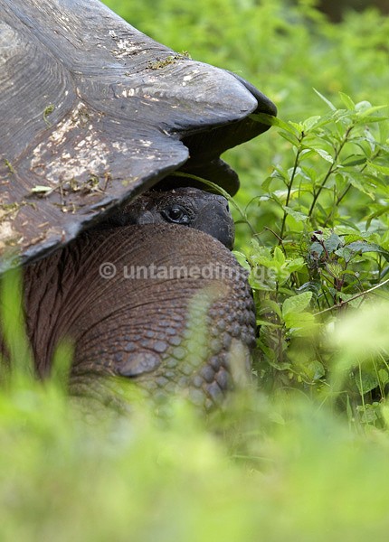 Galápagos giant tortoise 1 - Galapágos