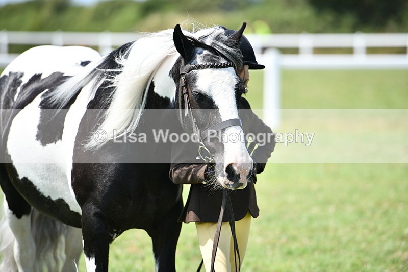DSC_7651 - Class 64: Coloured Pony 4yrs & over