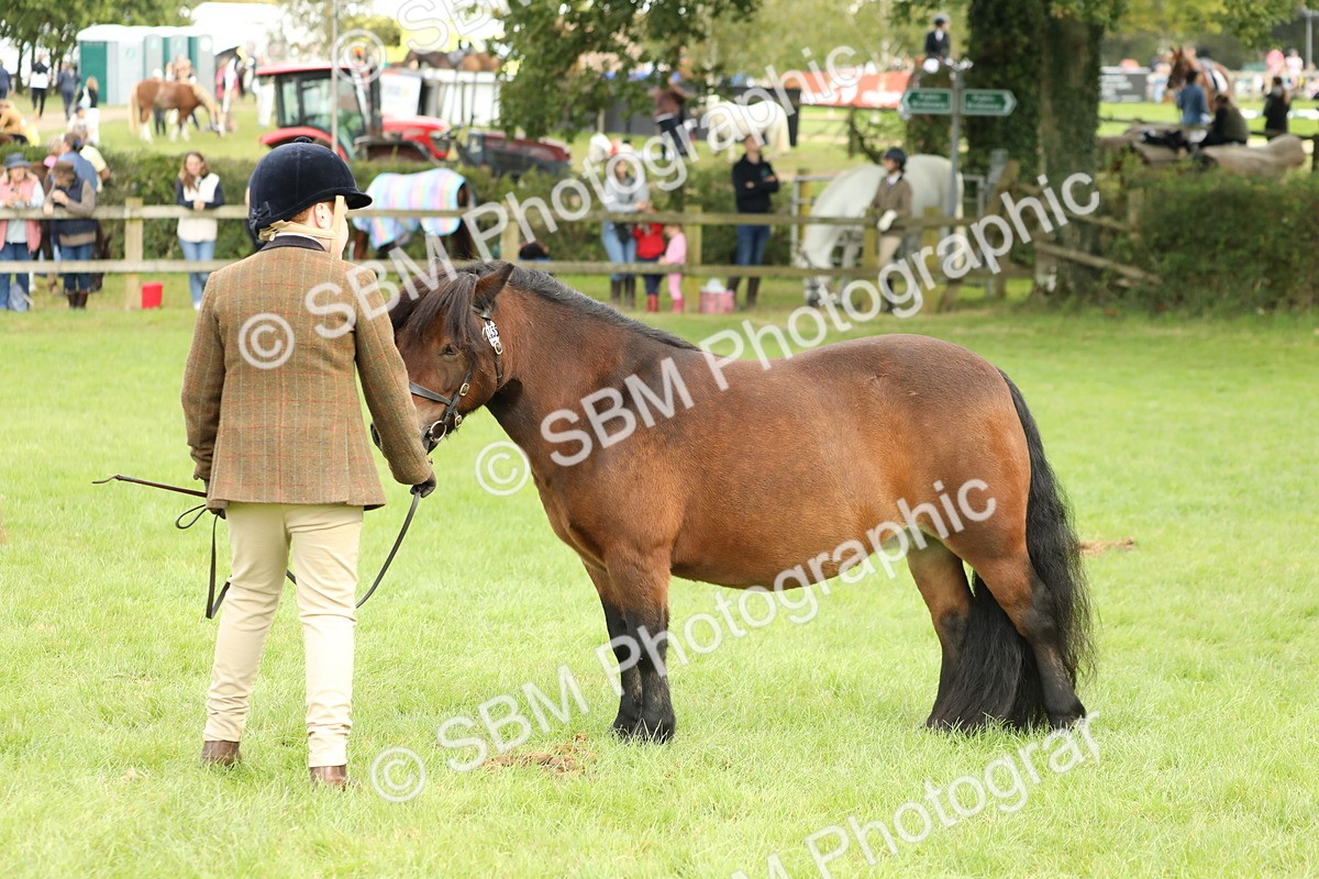 SBM_62790 - S46 - Mountain & Moorland In Hand Small Breeds
