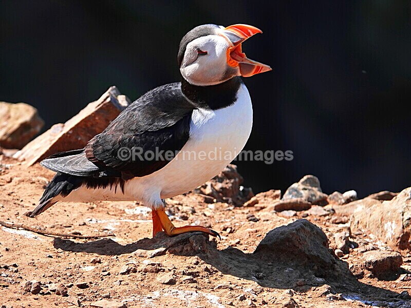 DSC00354 - Skomer 2019