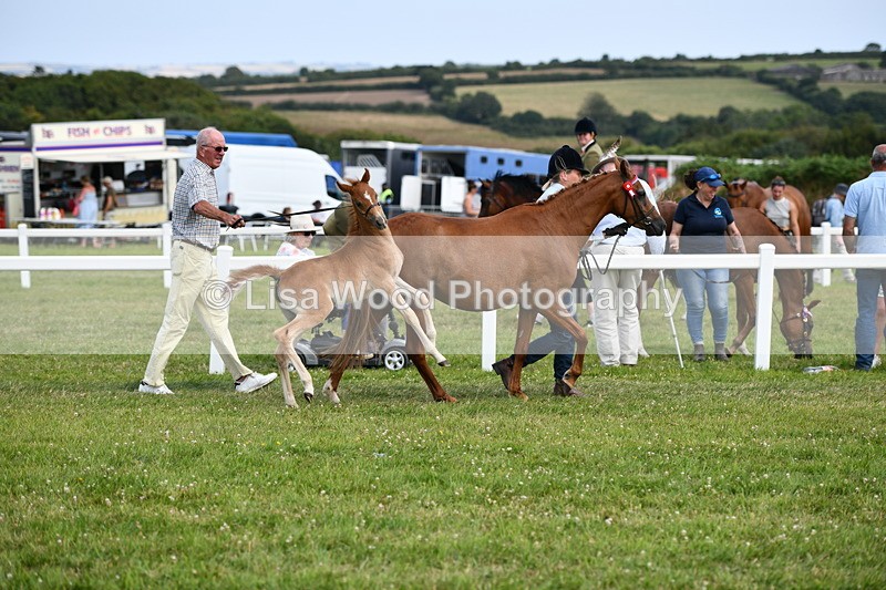 DSC_8424 - Class 69: Pure, Anglo & Part Bred In Hand Arab