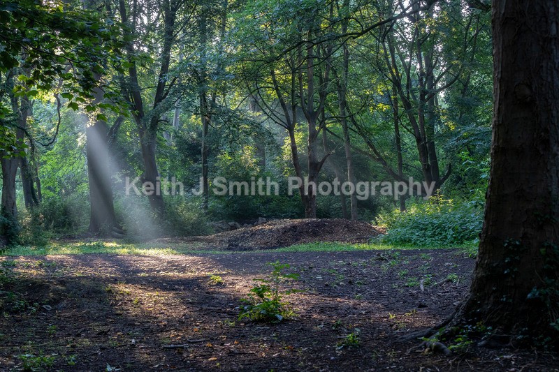 2KJS0292 - Trees in Abington Park