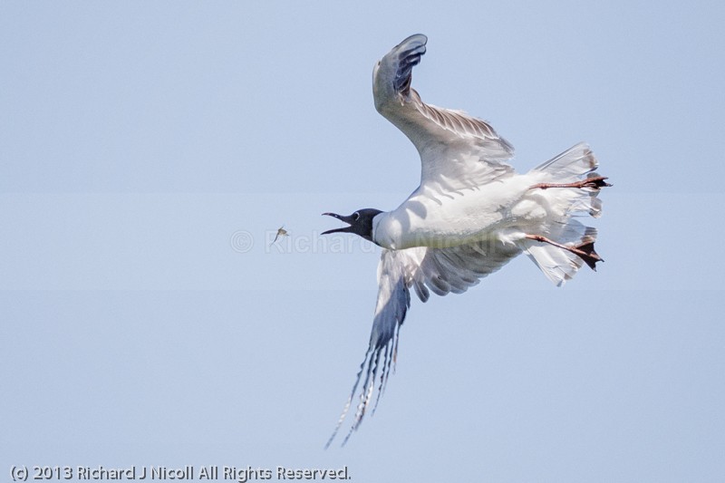 Black-headed Gull (Chroicocephalus ridibundus) catching Mayfly - Black-headed Gull (Chroicocephalus ridibundus)