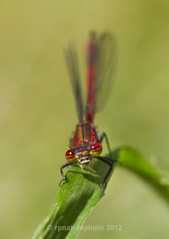 Large Red Damselfly - Pyrrhosoma nymphula RPNP0010 - Insects & Spiders