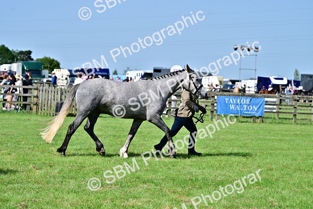 SBM_03341 - Class 50 - 54 Light Horse Breeding