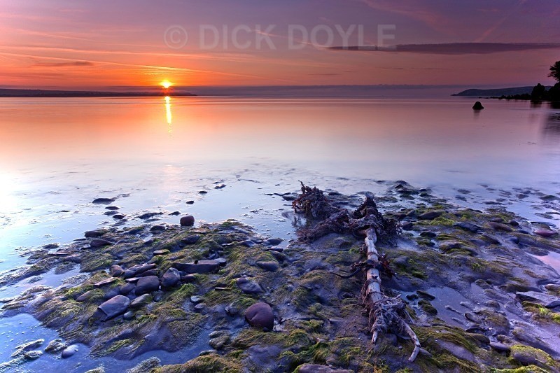tidal tree - ATLANTIC COAST