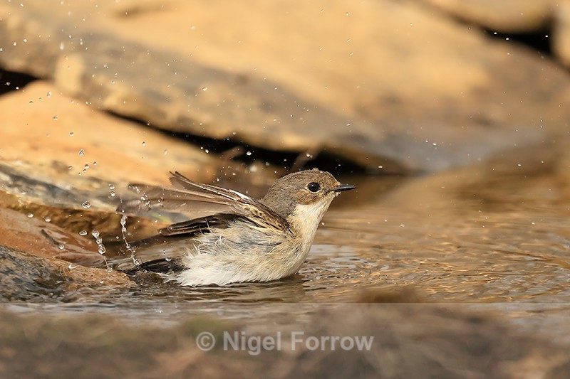 Pied Flycatcher bathing, Claret, Spain - European Pied Flycatcher