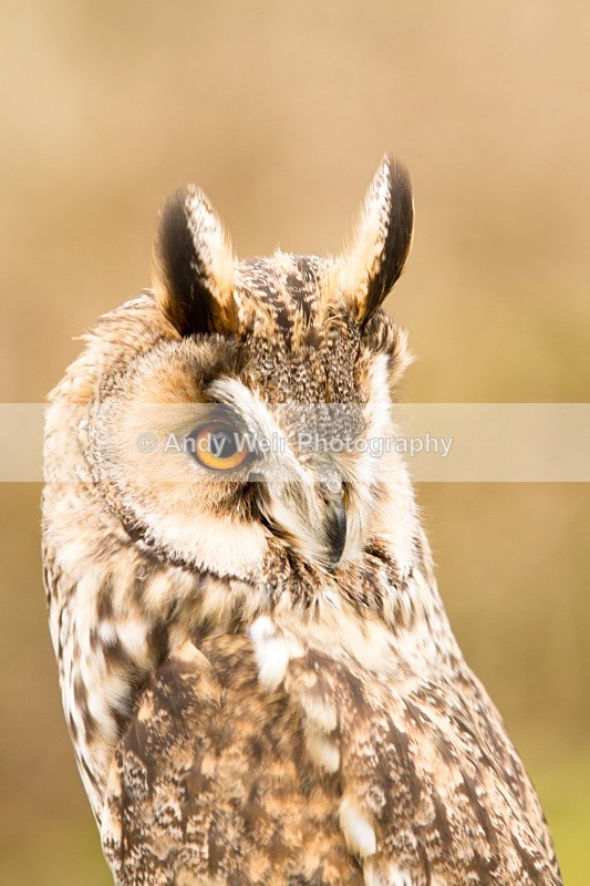 20110312-IMG_2270 - Long Eared Owl