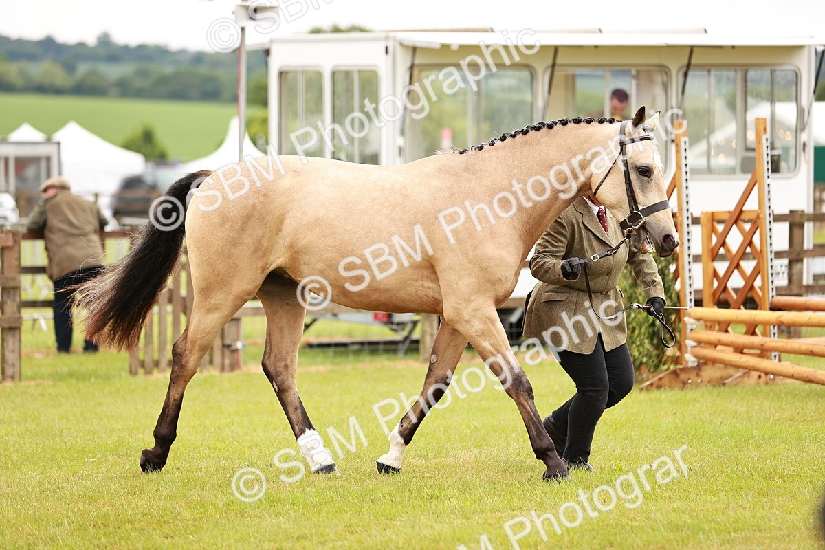 SBM_00698 - Class 26-30 Sport Horse In Hand
