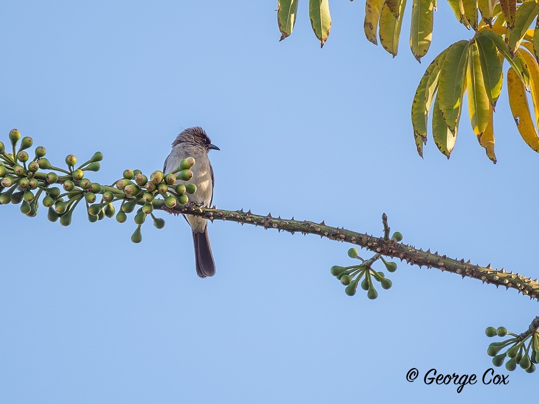 Common Bulbul - Gambia 2025