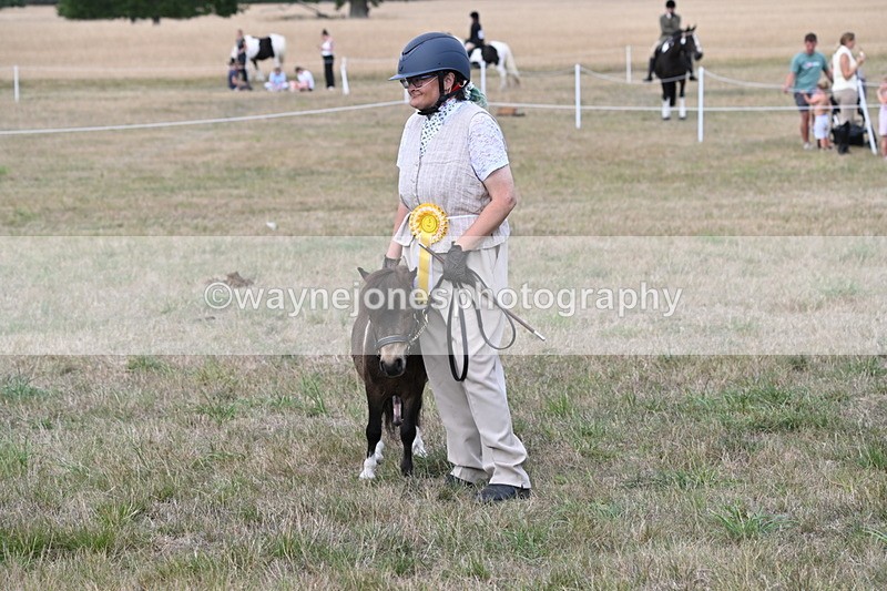 WJ6_7138 - Class 21 Shetland & Mini Horses