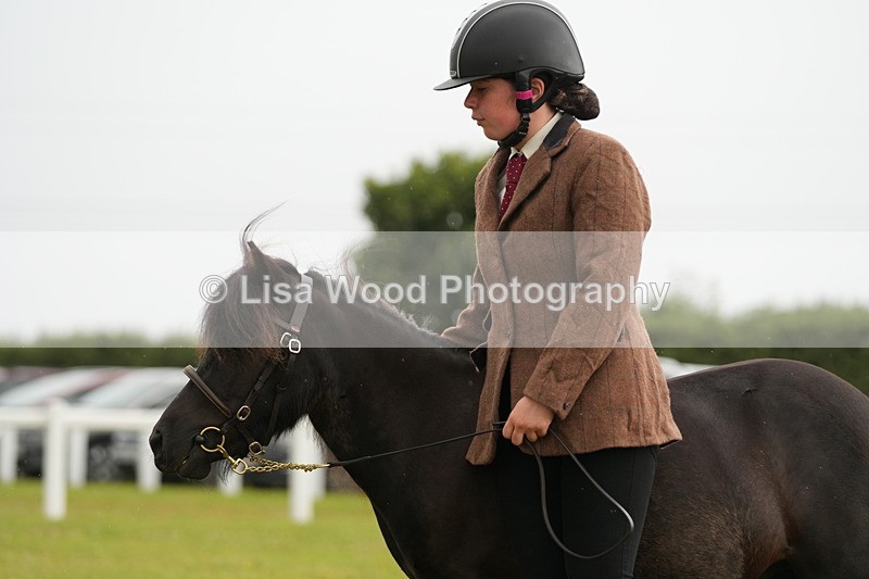 DSC04593 - Class 46: NPS Shetland Youngstock