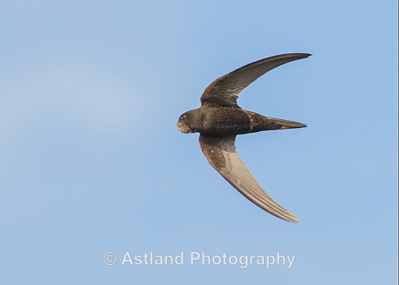 Astland Photography, Bird and Wildlife Images, Susan and Peter Wilson, U.K.