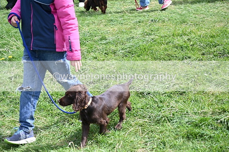 WJ6_8930 - Class 8 Best Working / Gun Dog or Bitch