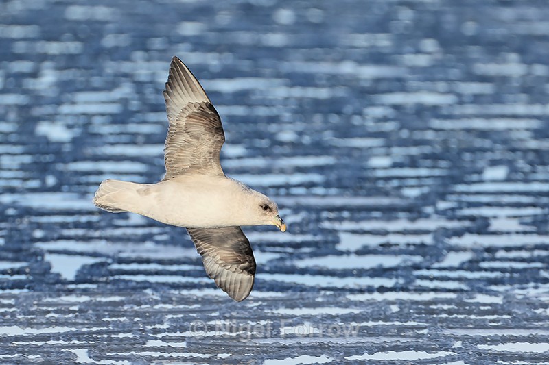Fulmar flying over pancake ice, Spitsbergen, Svalbard - Fulmar