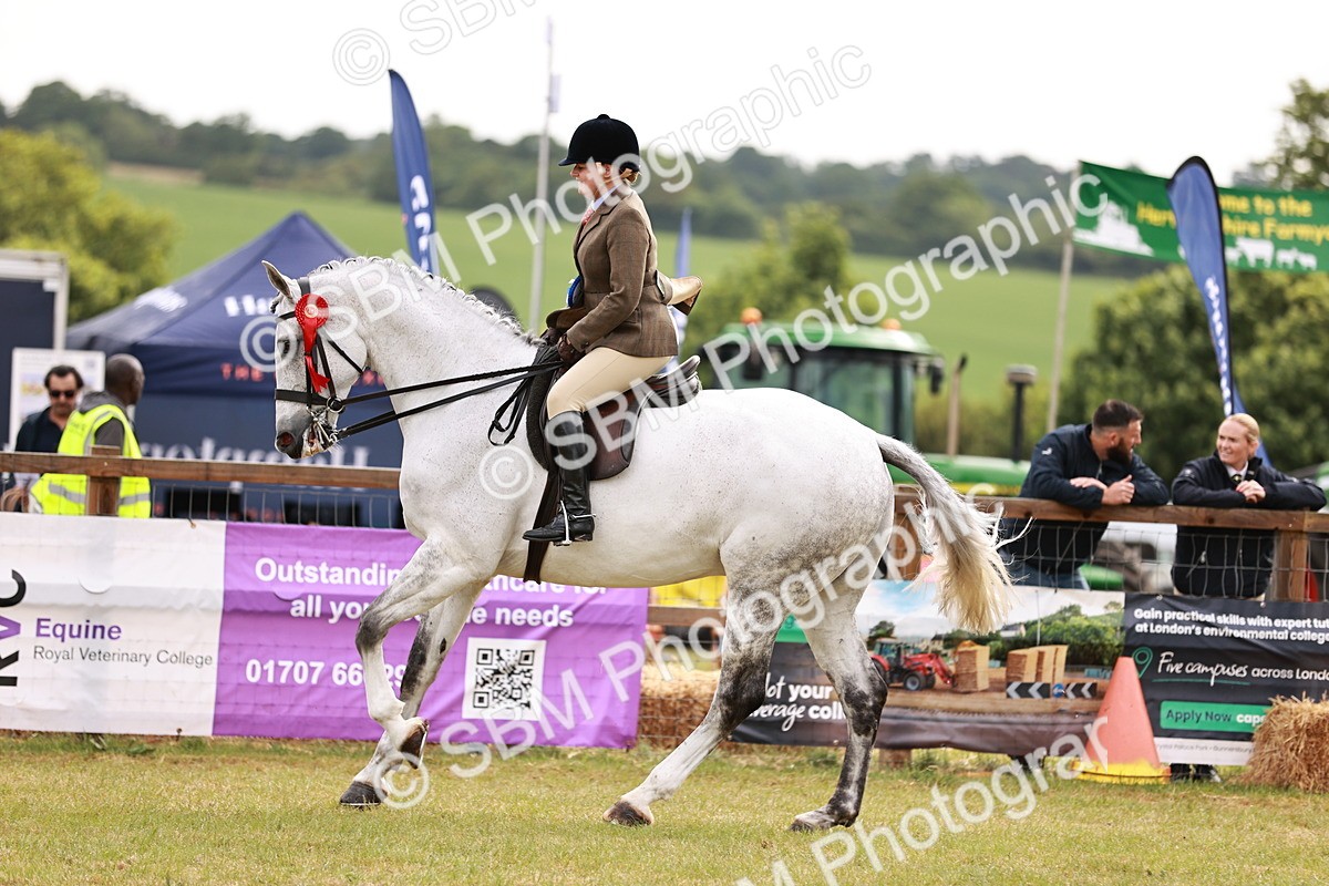 SBM_11595 - Class 81-84 - RIHS Ridden hunters Inc Ladies Hunter