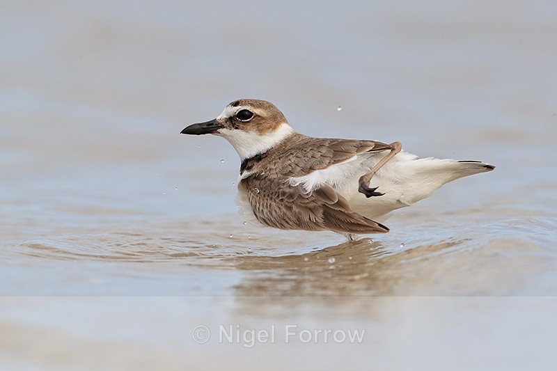 Wilson's Plover leg over back, Fort De Soto Park, Florida - Wilson's Plover