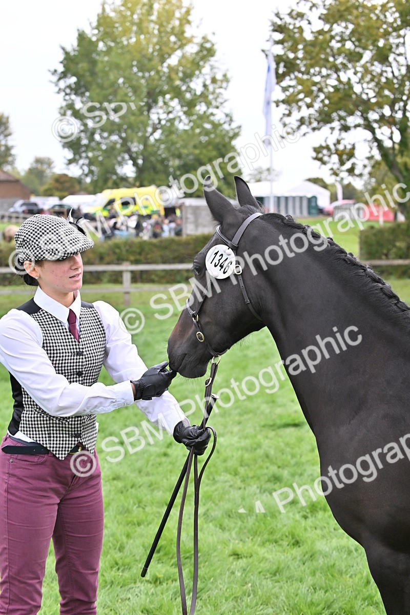 SBM_57566 - S46 - Part Bred Arab & Native Pony In Hand