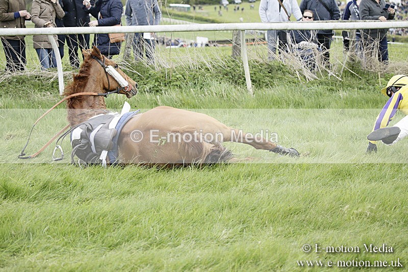 PtP 170417 48 - Old Berks Point-to-Point Lockinge 17/04/17